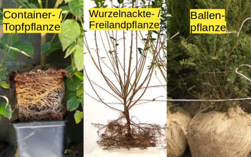 drei Pflanzen mit unterschiedlichem Wurzelballen