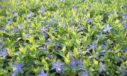 vinca_minor_in_bluete.jpg