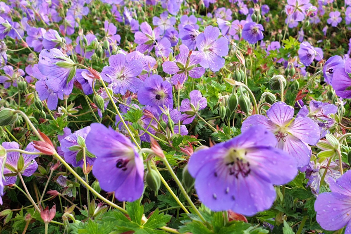 Staude Geranium Rozanne - mit Rekord-Blühdauer 