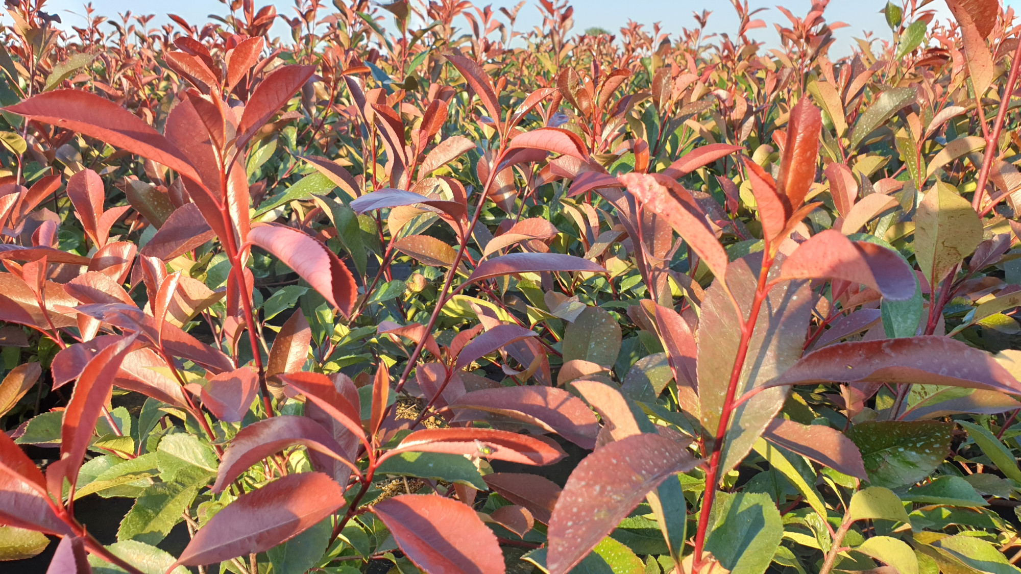 Photinia mit rot-grünem Laub